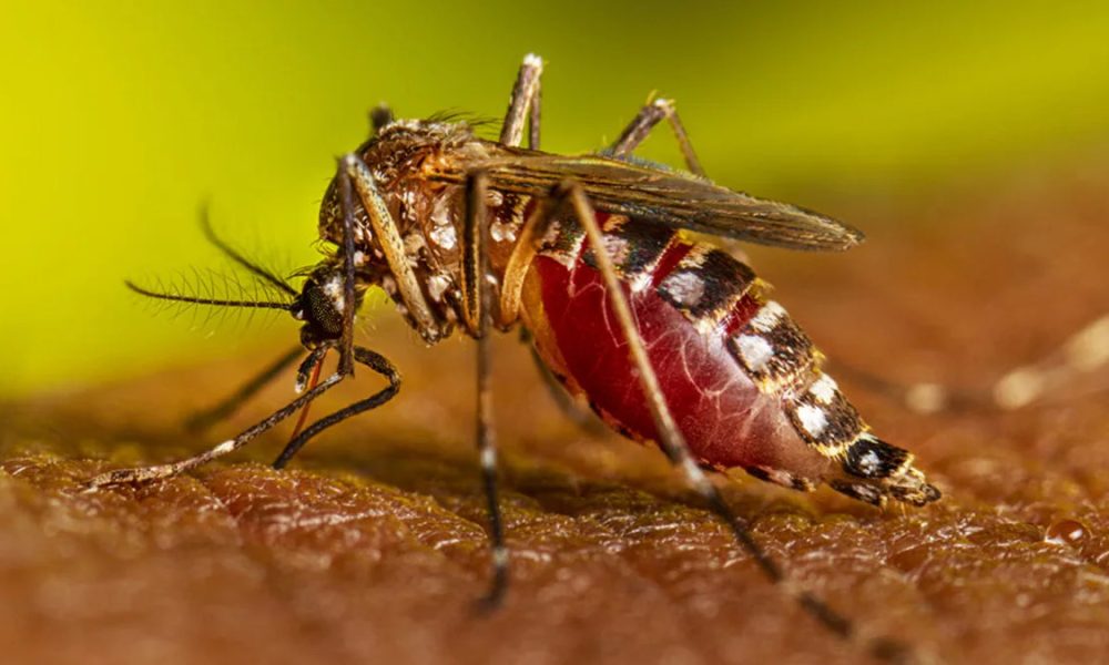 Aedes-mosquitoes-CDC-1000x600